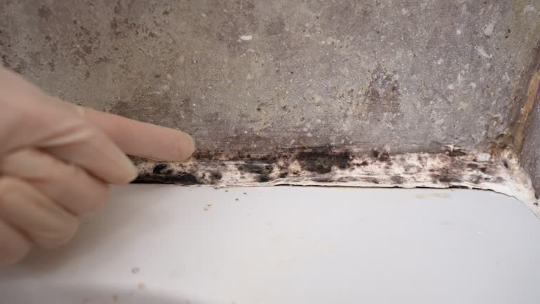 Best Post-Construction Mold Inspection  in Great Neck Estates, NY
