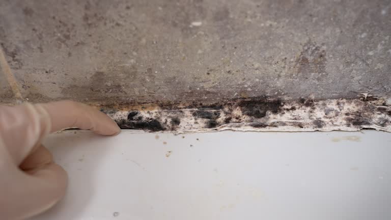 Best Mold Documentation for Insurance Claims  in Great Neck Estates, NY